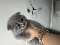 British shorthair 23 aralık doğumlu