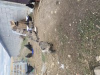 Anadolu çoban köpeği yavrularımız sahiplendirilecektir.