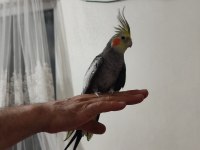 Sultan Papağanı 4-5 Aylık Konuşuyor Evcildir