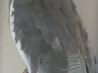 Her türlü Yavru Yetişkin Cins Sultan Mevcuttur.