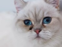 british shorthair silver point