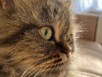 KEDİMİZ MİA YI ÜCRETSİZ SAHİPLENDİRİYORUZ