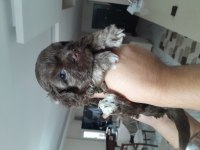 Veterinerden 2 aylık 0 numara terrier yavruları