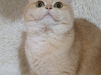 Irk garantili golden british shorthair bebekler