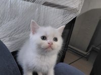 2 aylık british shorthair yavru kedilerimiz