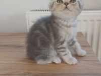 Scottish Fold/ British Shorthair Yavrular