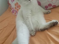 British Shorthair Kızıma Yuva Arıyorum
