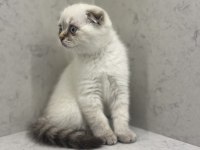 GÜZELLER GÜZELİ KEDİMİZ