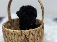 Siyah toy poodle yavrularımız
