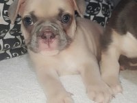 FLUFFY ve ISABELLA TAŞIYICI AŞILI EXOTİC FRENCH BEBEKLERİ