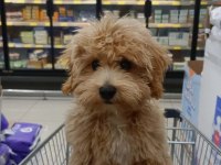 Sevimli Maltipoo