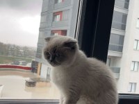ÜCRETSİZ SCOTTİSH FOLD KEDİMİZ AİLESİNİ BEKLİYOR