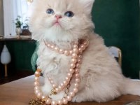 British longhair dişi cy12