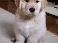 2 Aylık Oynak Golden Retriever Yavrularım