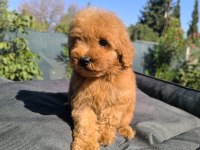 EN AKILLI TOY POODLE