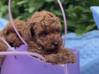 Toypoodle Yavrularımız 