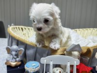 A scrli babadan Kore maltese bebeklerim