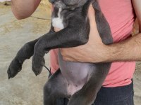 Dost canlısı cane corso bebeklerim