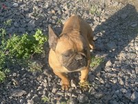 Fransız bulldog dişi