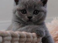 Sevgi pıtırcığı gri british shorthair