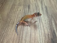 Evil Crested ve Leopard Geckolar