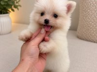 Pomeranian Teddy Face Teacup 