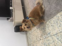 Ücretsiz Sahiplendirme Köpeğimiz