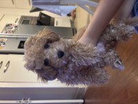 3 aylık maltipoo bebeği