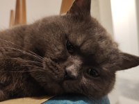 British Shorthair 19 Aylık