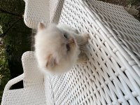 Orjinal British Longhair