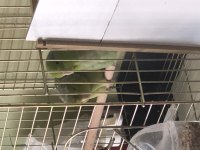2 yaşında forpus papağanı çifti