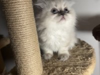 British Longhair Blue Point Dişi Erkek
