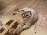 Sevimli ve uysal scottish fold pamuk kızımız