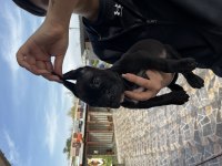 Cane Corso Yavrularımız