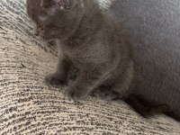 British shorthair kedisi