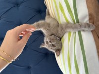 Lokum gibi british shorthair kızımız
