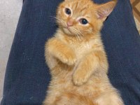 Golden British shorthair erkek yavru