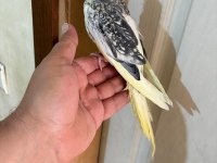 47 GÜNLÜK PİED SULTAN PAPAĞANI BEBEK