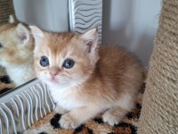 Safkan British shorthair golden yavrular (uygundur)