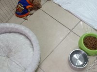 Erkek Tuvalet Eğitimli Maltipoo