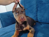 A kalite kızıl ve siyah doberman yavruları