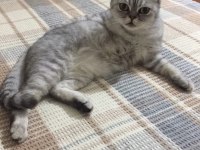 Fıstık Hamım British Shorthair