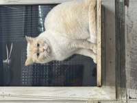 Beyaz gözlü erkek british shorthair