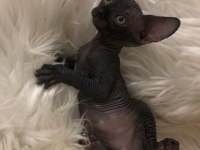sphynx sfenks dişi erkek