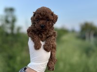 Sağlık ve ırk garantili toy Poodle yavrularımız 