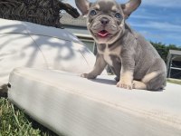French Bulldog Yavruları İstanbul