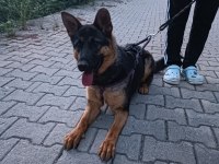 Alman kurdu