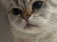 Ücretsiz sahiplendirme kedimiz