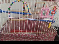 1.5 yaşında erkek muhabbet kuşu
