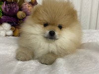 Pomeranian boo yavrular sağlık ırk garantili